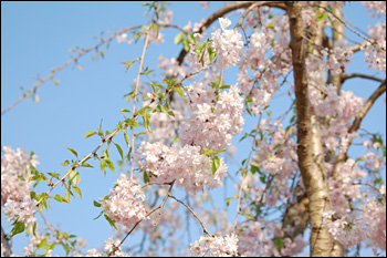 枝垂桜（2009年4月12日）2