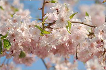 枝垂桜（2009年4月12日）3