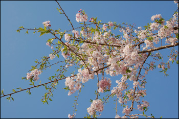 枝垂桜（2009年4月12日）4