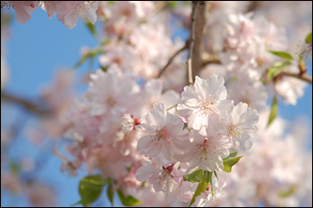 枝垂桜（2009年4月12日）5