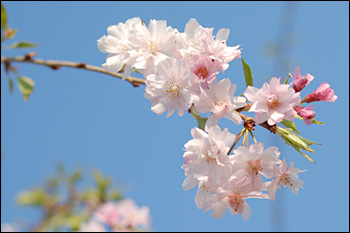 枝垂桜（2009年4月12日）8