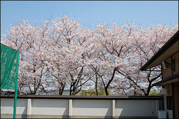 内間木公園弓道場-桜景（2009年4月6日）8