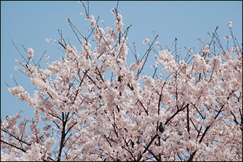内間木公園弓道場-桜景（2009年4月6日）9