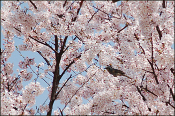 内間木公園弓道場-桜景（2009年4月6日）10