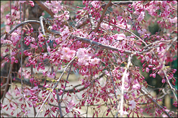 内間木公園弓道場-桜景（2009年4月6日）12