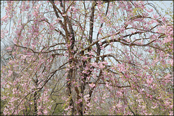 内間木公園弓道場-桜景（2009年4月6日）13