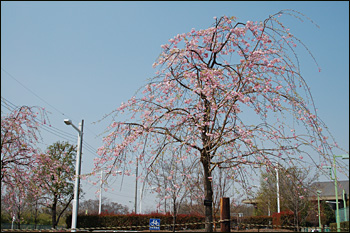 内間木公園弓道場-桜景（2009年4月6日）14