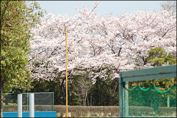 内間木公園弓道場-桜景（2009年4月6日）15