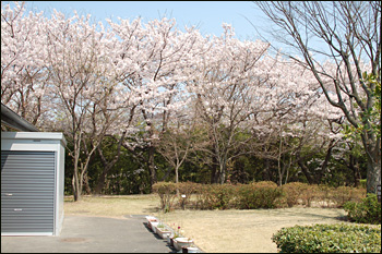 内間木公園弓道場-桜景（2009年4月6日）16